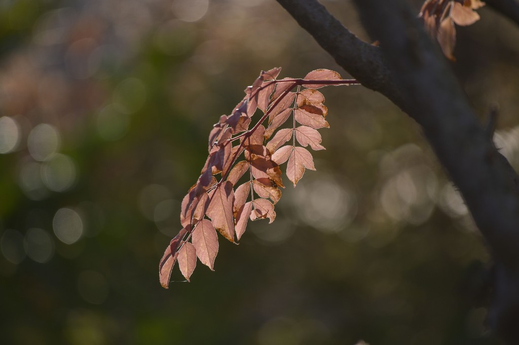 zoom test