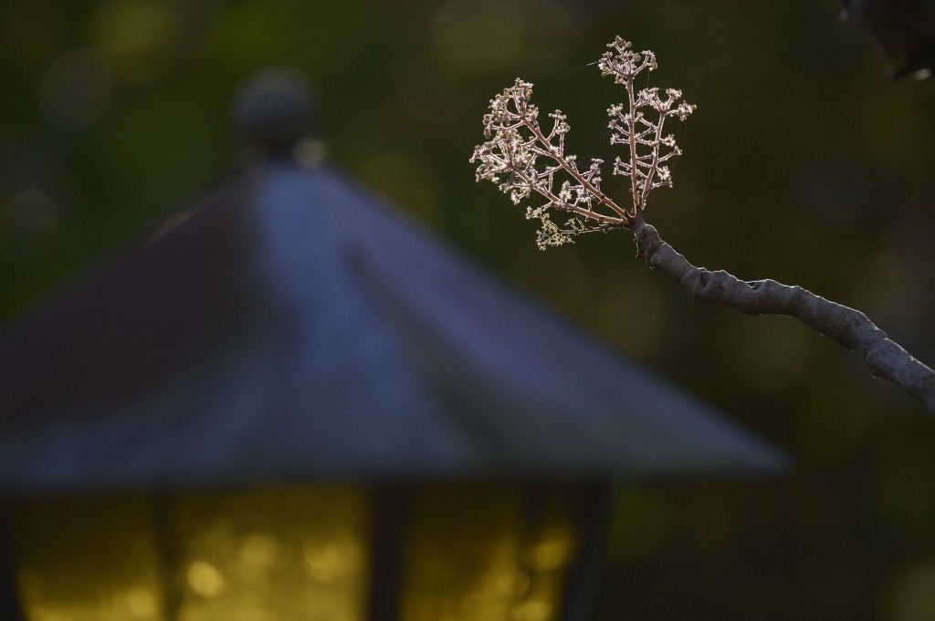 zoom test_1